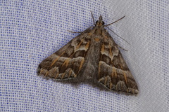 Dichromodes poecilotis