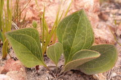 Mairia coriacea