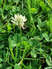 Trifolium repens