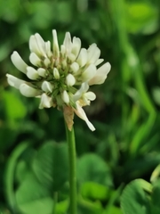 Trifolium repens