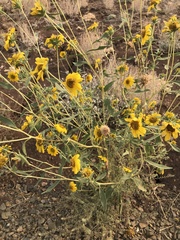 Helianthus exilis
