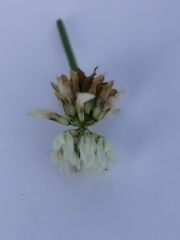 Trifolium repens