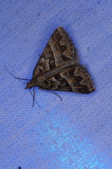 Dichromodes poecilotis