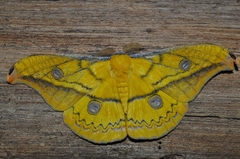 Copaxa flavina