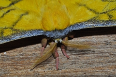 Copaxa flavina