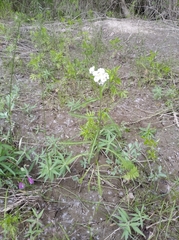 Achillea alpina camtschatica