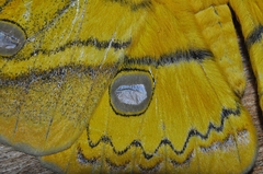 Copaxa flavina
