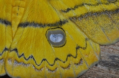 Copaxa flavina