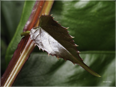 Cissus pteroclada
