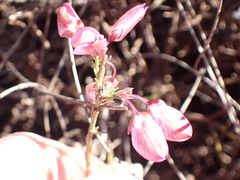 Polygala microlopha