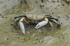 Macrophthalmus tomentosus