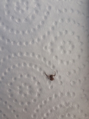 Misumenoides athleticus