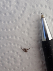 Misumenoides athleticus