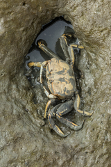 Macrophthalmus tomentosus