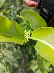 Cryptolepis