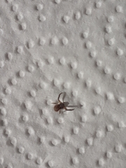 Misumenoides athleticus