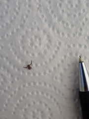 Misumenoides athleticus