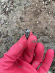 Cerithidea rhizophorarum