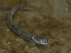 Pseudapocryptes elongatus