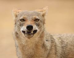 Canis lupaster anthus