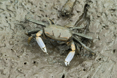 Macrophthalmus tomentosus