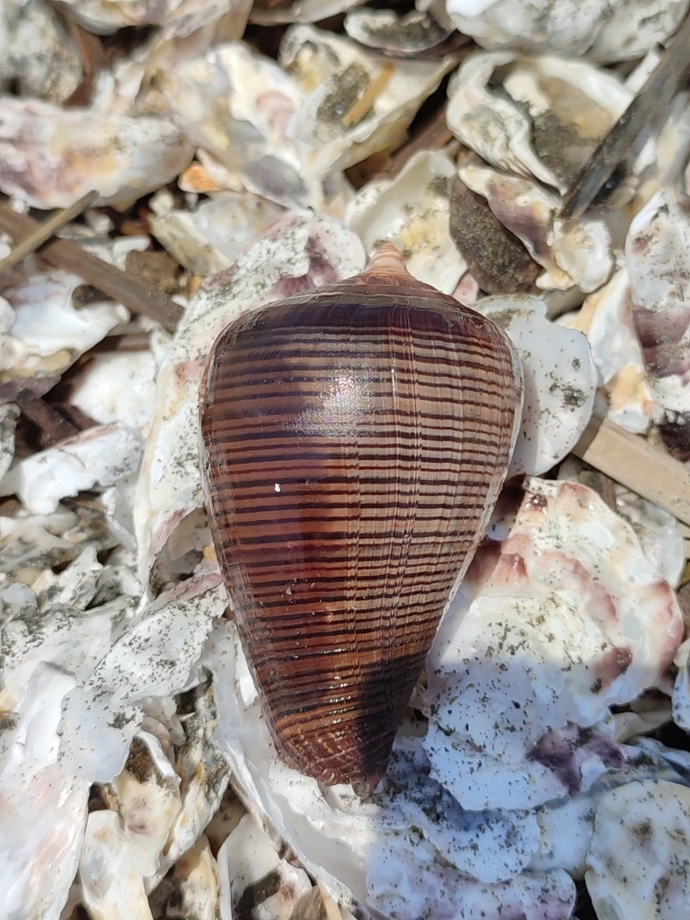 Fig cone