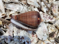 Conus figulinus
