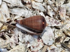 Conus figulinus