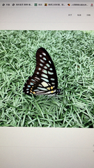 Graphium