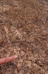 Limonium anthericoides