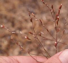 Limonium anthericoides