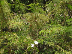Cryptostegia grandiflora