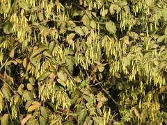 Ventilago