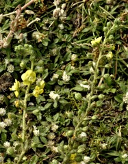 Verbascum coromandelianum