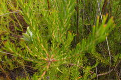 Diastella proteoides