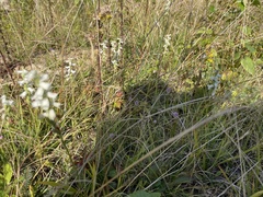 Spiranthes arcisepala