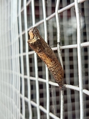 Papilio clytia clytia