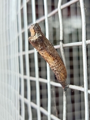 Papilio clytia clytia