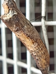 Papilio clytia clytia