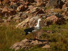 Oressochen melanopterus