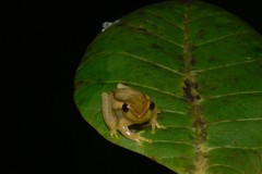 Rohanixalus vittatus