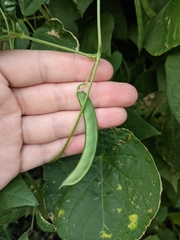 Phaseolus acutifolius
