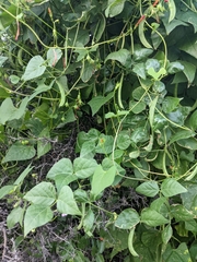 Phaseolus acutifolius