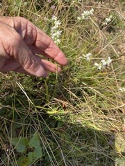 Spiranthes arcisepala