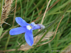 Lobelia preslii