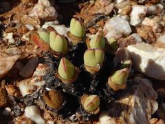 Conophytum bilobum