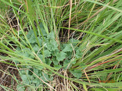 Lobelia preslii