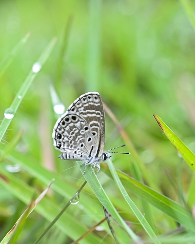 African Babul Blue