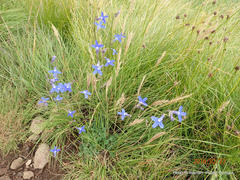 Lobelia preslii