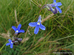Lobelia preslii